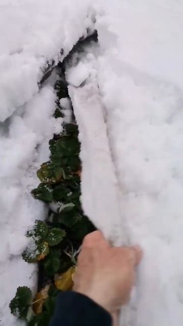 Как зимуют саженцы клубники под снегом. 21 декабря 2023 г. смотреть онлайн