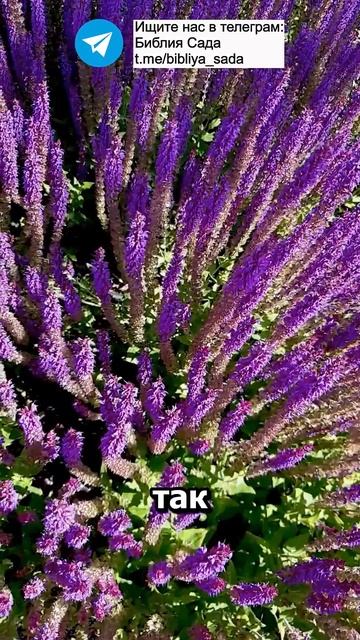 Лучшая подкормка цветов и рассады #сад #огород #садово? смотреть онлайн