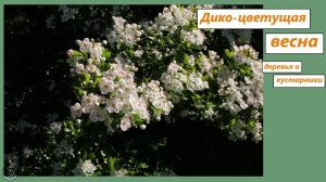 Дико-цветущая весна: абрикос, алыча, груша, тёрн, миндаль, яблоня, ракитник и карагана, боярышник