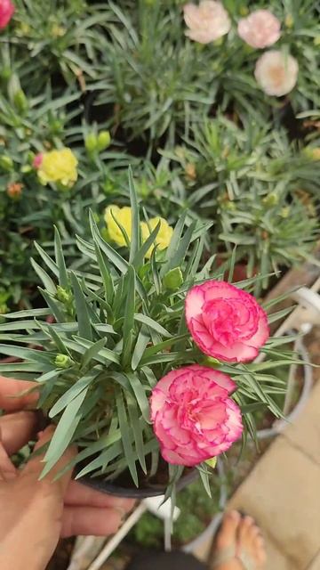 Все растения нашего производства уже в интернет-магаз смотреть онлайн