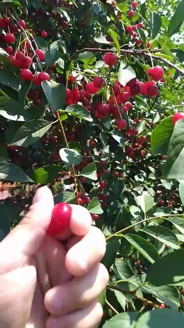 Грозный вишня шпанка смотреть онлайн