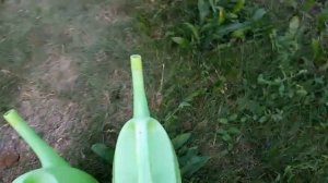 Уника,  Основная калийная подкормка картофеля,  чтобы ?