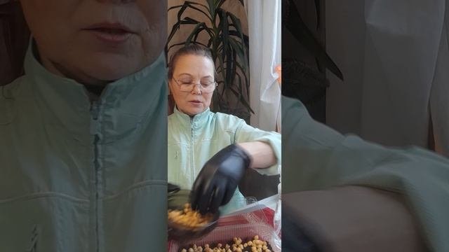 Сею микрозелень нут| Ирина Родина