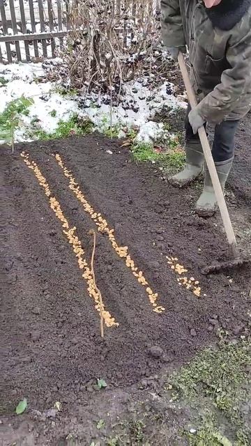 Посев семян Миндаля степного Prunus tenella в октябре 2024 смотреть онлайн