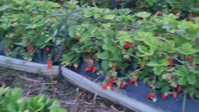 Клубника Лючия, ну очень урожайный и сладкий сорт ксд! смотреть онлайн