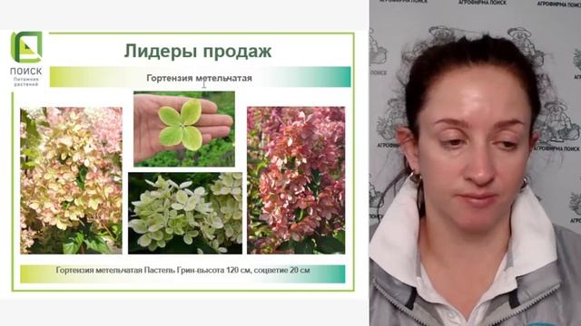 Новые и самые популярные сорта метельчатых гортензий.