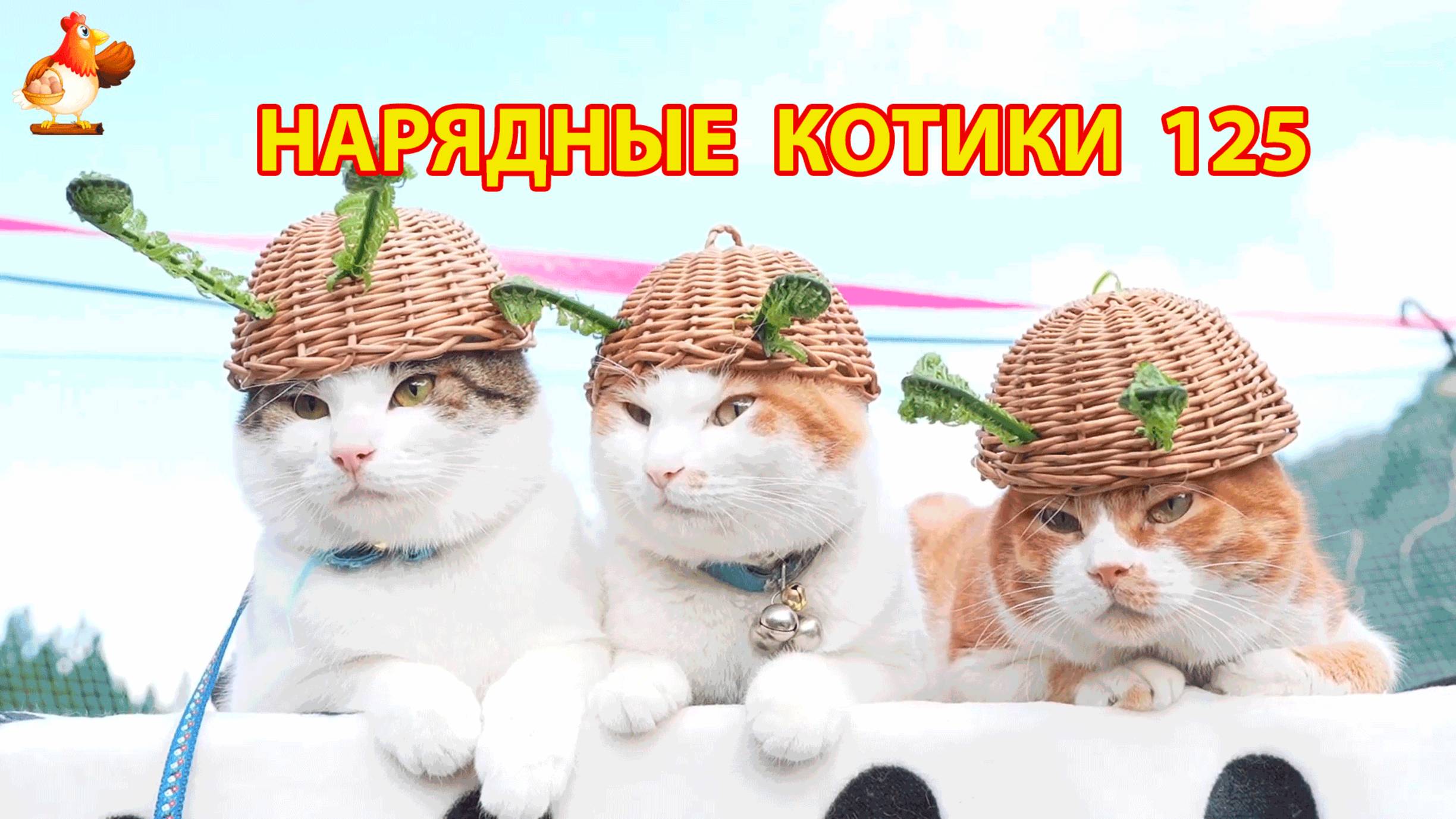 Нарядные Котики расслабляются на солнышке 🌞 🐈🐈🐈 (125)