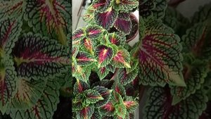 Space Cake Милая Прелесть☺️#колеус #цветы #продажа #сорт #с