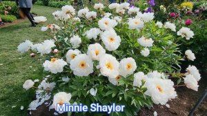 Пионы, сорта с обильным цветением.