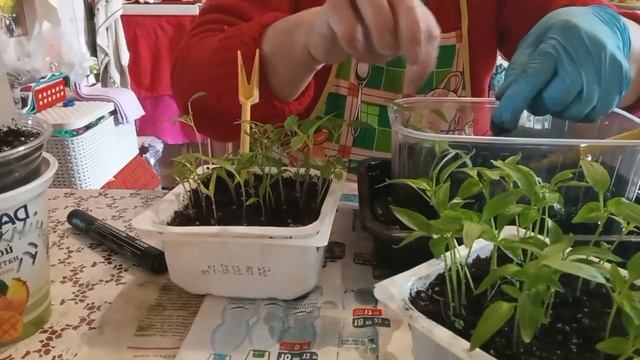 🌱 Пикировка рассады перцев: мой опыт и полезные совет