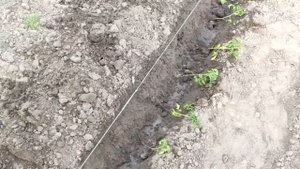 Лучший способ посадки ТОМАТОВ без подвязки !!! Будете р