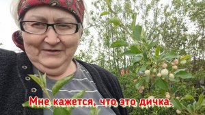 Много каких цветов мы приручили на своих дачных участках.