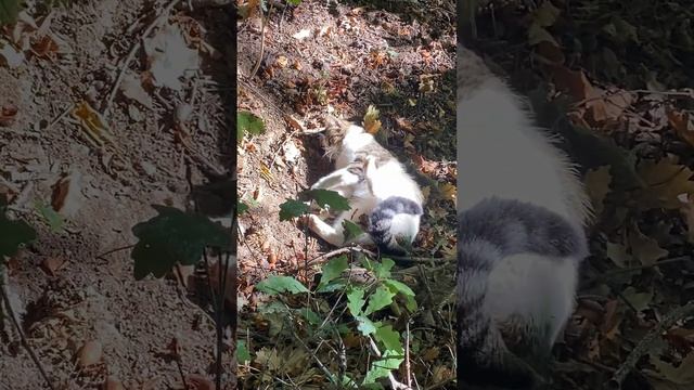 Кот ТВ. Шило, забава и отрада смотреть онлайн