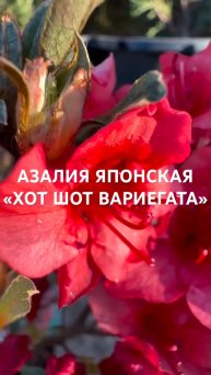 АЗАЛИЯ ЯПОНСКАЯ «ХОТ ШОТ ВАРИЕГАТА» или по-ботаническому Rhododendron japonicum 'Hot Shot Variegata'