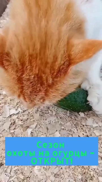 🐈Котейка вышел в огород, там где огурец 🥒цветет...#ко? смотреть онлайн