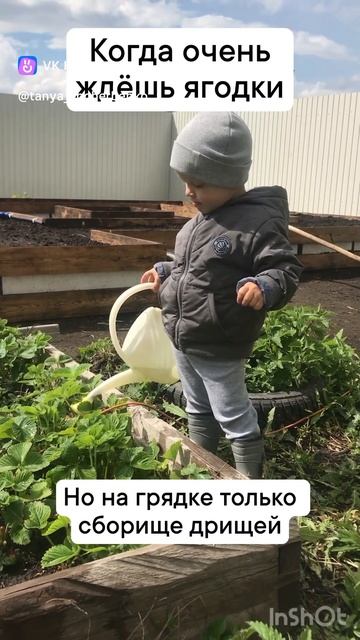 Когда очень ждёшь ягоды, но на грядке только сборище д? смотреть онлайн