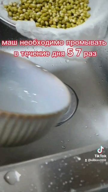 Проростки семян маша. #проросткисемянмаша #какпрораст