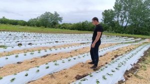 выращивание клубники, агроном клубничник.