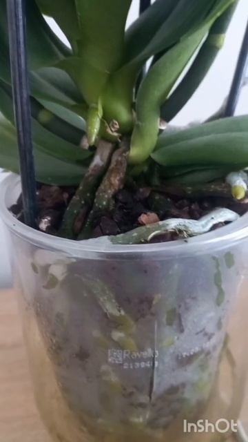 ПЯТНА на КОРНЯХ орхидеи #фаленопсис #корни смотреть онлайн