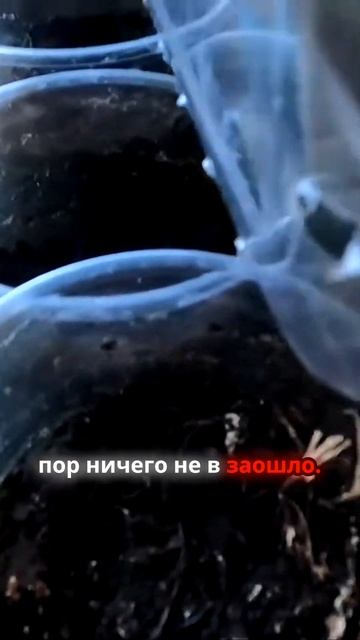 Выращивание полезных трав в теплице #shorts