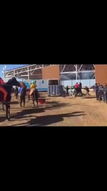 Скаковые лошади очень нервные, подготовка к скачкам. смотреть онлайн