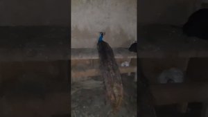 Как куры спят! Павлин в курятнике.