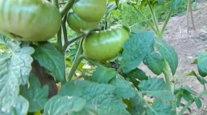 Томат Русский вихрь гном.