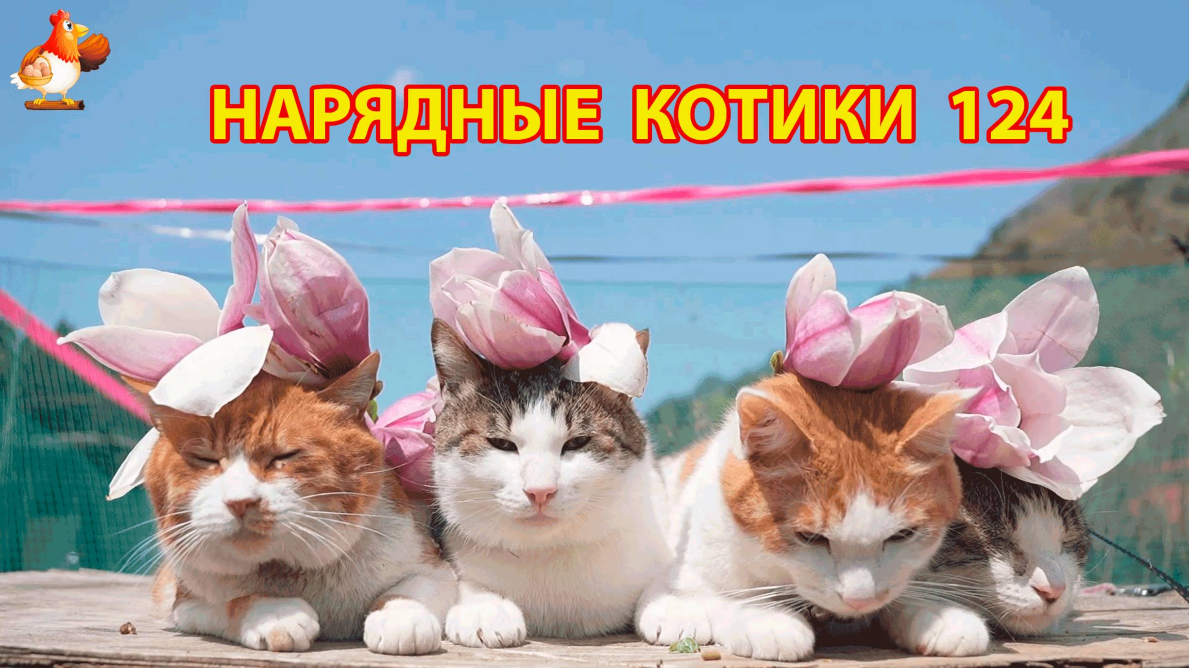 Нарядные Котики расслабляются на солнышке 🌞 🐈🐈🐈 (124)