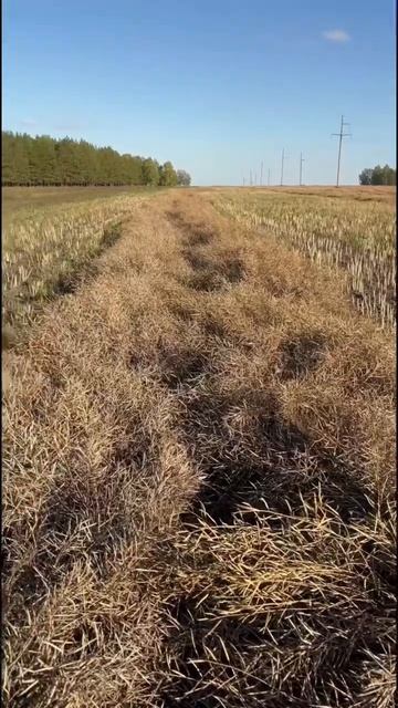 Сбор урожая рапса в Северо-Казахстанской области! #уро смотреть онлайн