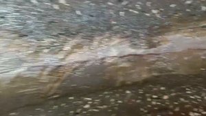 Ст. Первомаец. Краска попала в колодец. Сан. Обработка.