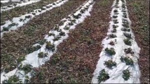 Выращивание клубники в открытом грунте