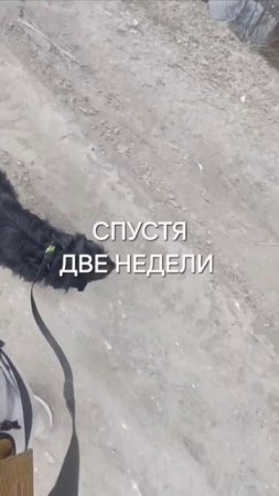 Секрет успешной дрессировки:как всего за 2 недели решить проблему, которую не могли решить 1,5 года