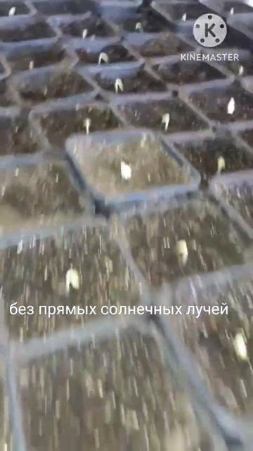 Рассада огурца своими руками. Первые всходы и дальней? смотреть онлайн