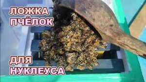 Микронуклеус для вывода маток, для себя, первое испытание с уснувшим 🐝.