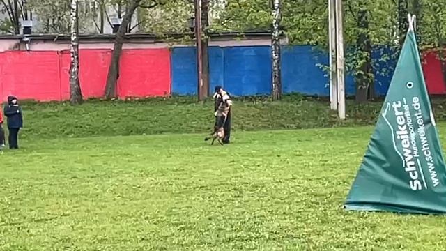 2 Отл. СС Toksenhof FINA +++ №39 / КЧК СМОЛЕНСК 1 мая`25 Е.Силаева Моно немецких овчарок