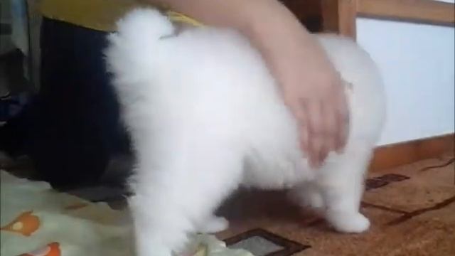 Alkhabor Almira Too Beautiful Бьюти - Слишком Красивая