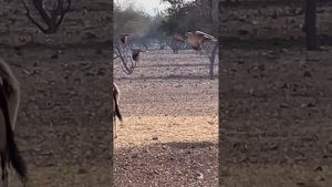 Сафари на джипах на острове Сир Бани Яс ОАЭ