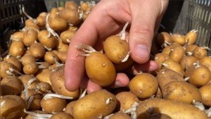 ПОСАДКА КАРТОФЕЛЯ:  КФХ "Егорша" и Интернет магазин Агр