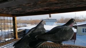 Зимняя тренировка спортивных голубей