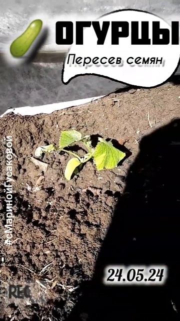 🥒 ОГУРЦЫ выросли хилыми ☹️ ВТОРОЙ ПОСЕВ семян сразу смотреть онлайн