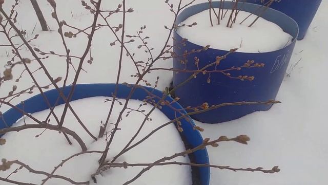 Апрель, снег и голубика которая почти зацвела смотреть онлайн