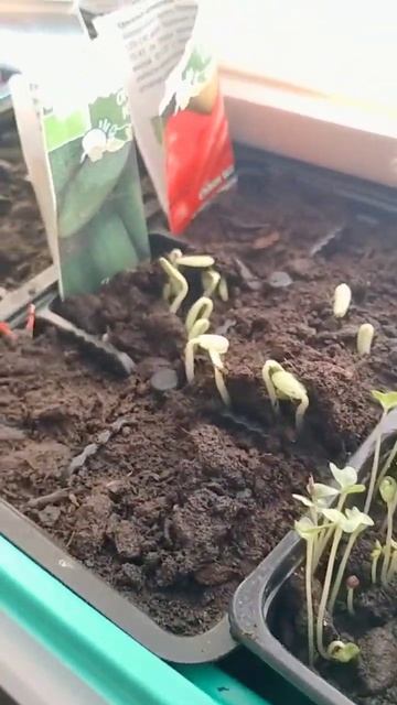 ОГОРОДНОЕ ИЗОБИЛИЕ #сад #огород #изобилие #огурцы #расс смотреть онлайн