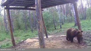 Мишка попал в объектив видеоловушки Сурского заказника.  По словам специалистов, зверю 4-5 лет от ро