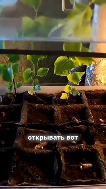 Уход за теплицей и проблемы с освещением #shorts