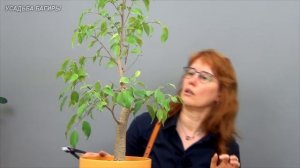 Зачем обрезать фикус Бенджамина (ч.3).