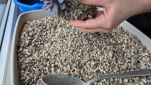 Пересадка з лечузи. Субстрат для кактусів та сукулент?