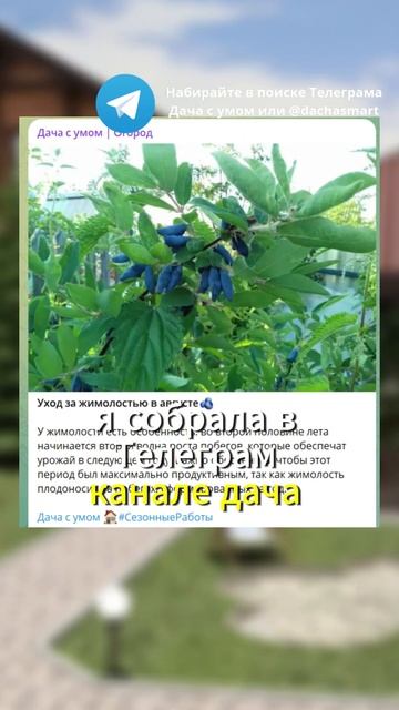 Как сода спасает мой огород от бедствий #огород #огурц?