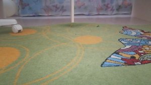 как вырастить клён в домашних условиях