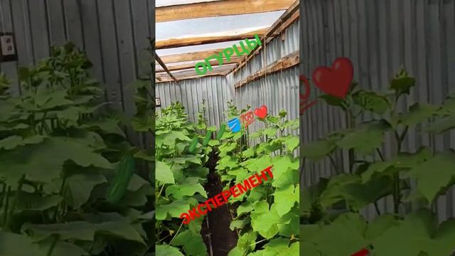 БЮДЖЕТНО ОГУРЦЫ за 1 т. руб. 🥒🥒🥒🪣... смотреть онлайн