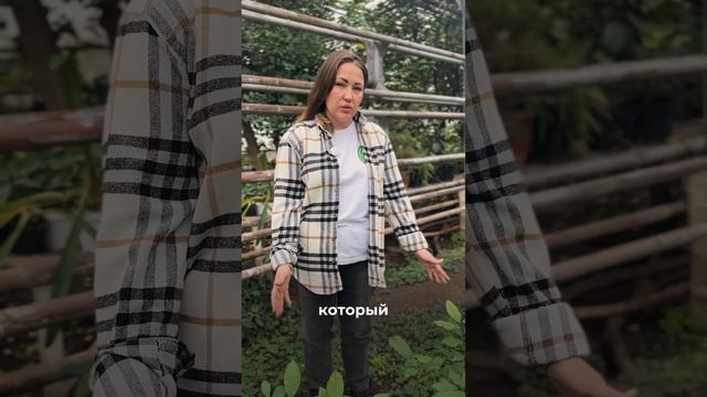 🌿 Еще один эксперимент с Кормилицей Микоризой! 🌿 #де?